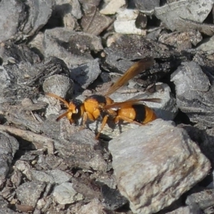 Eumeninae (subfamily) at Tralee, NSW - 3 Apr 2019 12:00 AM