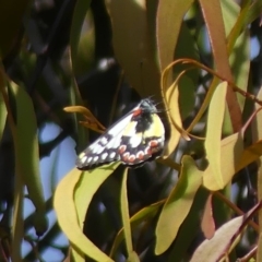 Delias aganippe (Spotted Jezebel) at Hume, ACT - 2 Apr 2019 by SandraH