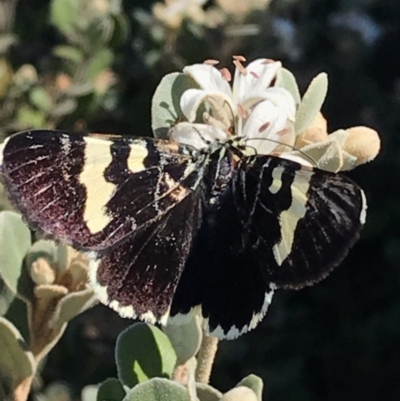 Phalaenoides glycinae (Grapevine Moth) at Macgregor, ACT - 3 Apr 2019 by APB