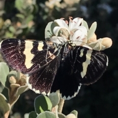 Phalaenoides glycinae (Grapevine Moth) at Macgregor, ACT - 3 Apr 2019 by APB
