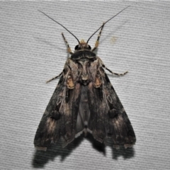 Agrotis munda (Brown Cutworm) at Bimberi, NSW - 1 Apr 2019 by JohnBundock