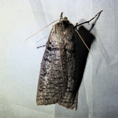 Paralaea chionopasta (Montane Crest-moth) at Namadgi National Park - 1 Apr 2019 by JohnBundock