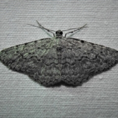 Psilosticha (genus) (A wave moth) at Bimberi Nature Reserve - 1 Apr 2019 by JohnBundock