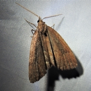 Conosara castanea at Cotter River, ACT - 1 Apr 2019 08:13 PM