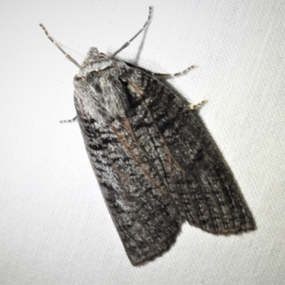 Paralaea chionopasta (Montane Crest-moth) at Namadgi National Park - 1 Apr 2019 by JohnBundock