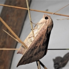 Mnesampela heliochrysa (Golden-winged Gum Moth) at Bimberi Nature Reserve - 1 Apr 2019 by JohnBundock