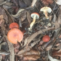 Leratiomyces ceres (Red Woodchip Fungus) at Hughes, ACT - 3 Apr 2019 by ruthkerruish