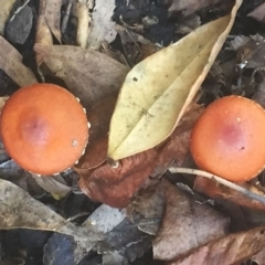 Leratiomcyes ceres at Hughes, ACT - 3 Apr 2019