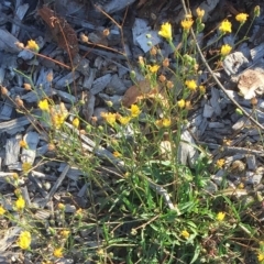 Crepis capillaris (Smooth Hawksbeard) at Garran, ACT - 3 Apr 2019 by ruthkerruish