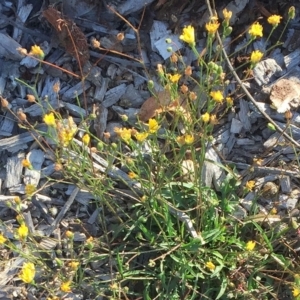 Crepis capillaris at Garran, ACT - 3 Apr 2019 08:00 AM