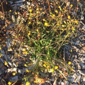 Crepis capillaris at Garran, ACT - 3 Apr 2019 08:00 AM