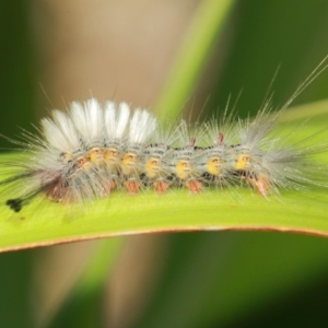 Orgyia anartoides at Acton, ACT - 3 Apr 2019