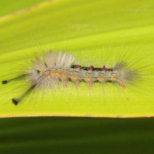 Orgyia anartoides at Acton, ACT - 3 Apr 2019