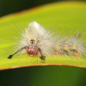 Orgyia anartoides at Acton, ACT - 3 Apr 2019