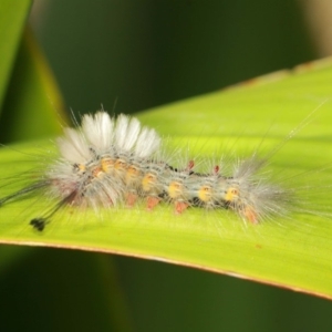 Orgyia anartoides at Acton, ACT - 3 Apr 2019