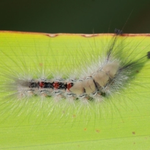 Orgyia anartoides at Acton, ACT - 3 Apr 2019