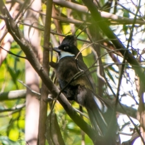 Psophodes olivaceus at Coree, ACT - 3 Apr 2019 11:19 AM