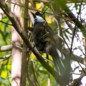 Psophodes olivaceus at Coree, ACT - 3 Apr 2019