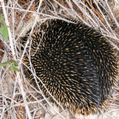 Tachyglossus aculeatus (Short-beaked Echidna) at Coree, ACT - 3 Apr 2019 by SWishart