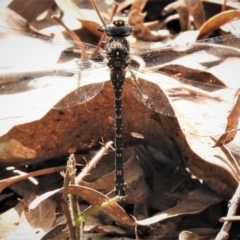 Austroaeschna multipunctata (Multi-spotted Darner) at Coree, ACT - 3 Apr 2019 by JohnBundock