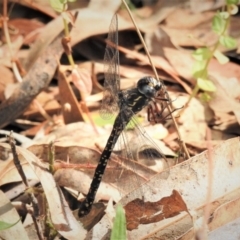 Austroaeschna multipunctata at Coree, ACT - 3 Apr 2019