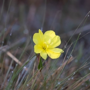 Oenothera stricta subsp. stricta at Coree, ACT - 3 Apr 2019