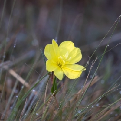 Oenothera stricta subsp. stricta (Common Evening Primrose) at Coree, ACT - 3 Apr 2019 by Roger