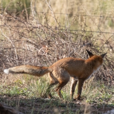 Vulpes vulpes (Red Fox) at Stromlo, ACT - 3 Apr 2019 by Roger