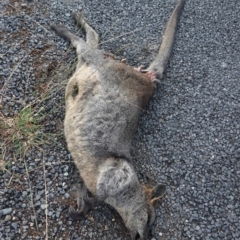 Notamacropus rufogriseus (Red-necked Wallaby) at Stromlo, ACT - 29 Mar 2019 by JackyF