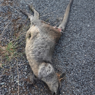 Notamacropus rufogriseus (Red-necked Wallaby) at Stromlo, ACT - 29 Mar 2019 by JackyF