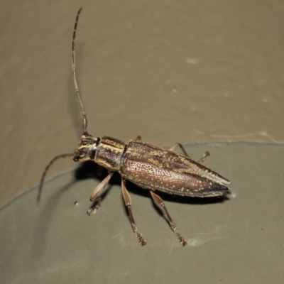 Temnosternus planiusculus (Longhorn beetle) at ANBG - 3 Apr 2019 by TimL