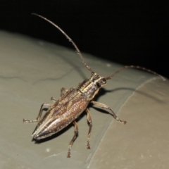 Temnosternus planiusculus at Acton, ACT - 3 Apr 2019 02:07 PM