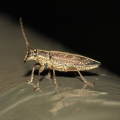 Temnosternus planiusculus at Acton, ACT - 3 Apr 2019