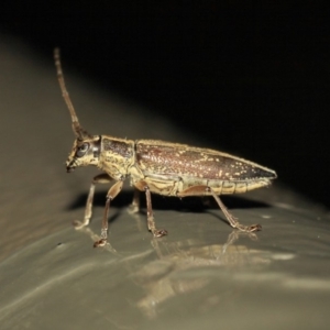 Temnosternus planiusculus at Acton, ACT - 3 Apr 2019