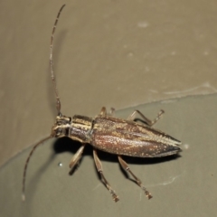 Temnosternus planiusculus at Acton, ACT - 3 Apr 2019