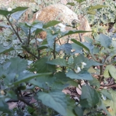 Solanum nigrum (Black Nightshade) at Isaacs Ridge and Nearby - 31 Mar 2019 by Mike