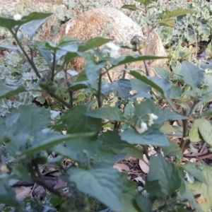 Solanum nigrum at Isaacs Ridge Offset Area - 31 Mar 2019