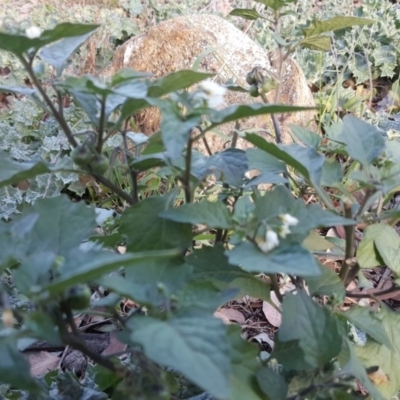 Solanum nigrum (Black Nightshade) at Symonston, ACT - 31 Mar 2019 by Mike