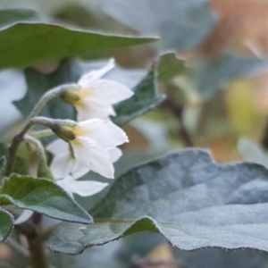 Solanum nigrum at Isaacs Ridge Offset Area - 31 Mar 2019 05:07 PM