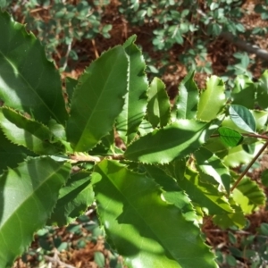 Photinia serratifolia at Isaacs, ACT - 3 Apr 2019