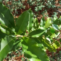 Photinia serratifolia (Chinese Photinia) at Isaacs, ACT - 3 Apr 2019 by Mike