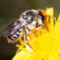 Megachile (Eutricharaea) maculariformis (Gold-tipped leafcutter bee) at Cotter River, ACT - 27 Mar 2019 by SWishart