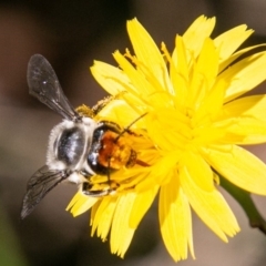 Megachile (Eutricharaea) maculariformis at Cotter River, ACT - 27 Mar 2019 01:52 PM