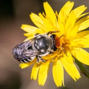 Megachile (Eutricharaea) maculariformis at Cotter River, ACT - 27 Mar 2019