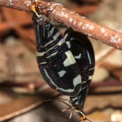 Porismus strigatus (Pied Lacewing) at Hackett, ACT - 3 Apr 2019 by jb2602