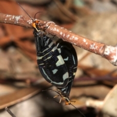 Porismus strigatus at Hackett, ACT - 3 Apr 2019 05:29 PM