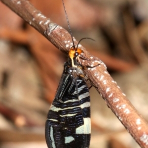 Porismus strigatus at Hackett, ACT - 3 Apr 2019