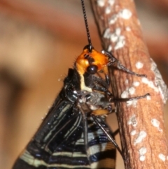 Porismus strigatus at Hackett, ACT - 3 Apr 2019 05:29 PM