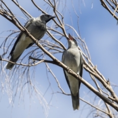 Coracina novaehollandiae (Black-faced Cuckooshrike) at Belconnen, ACT - 2 Apr 2019 by Alison Milton