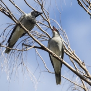 Coracina novaehollandiae at Belconnen, ACT - 3 Apr 2019 09:21 AM